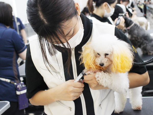 学校のモデル犬とトリミング実習♪